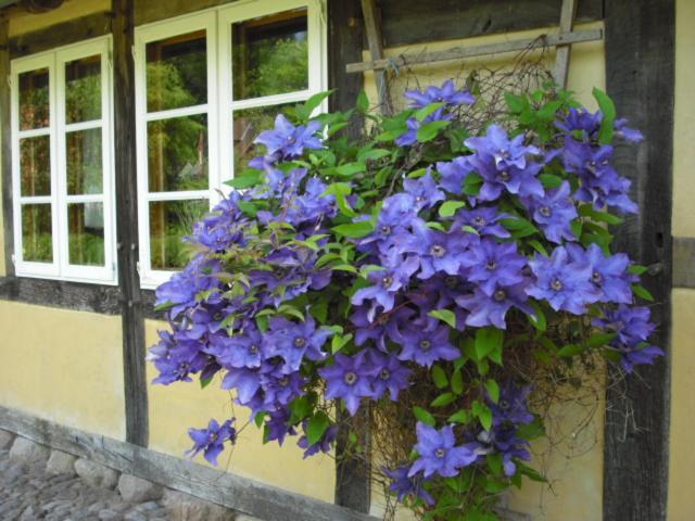 Landhaus Kiesow Suderburg 外观 照片